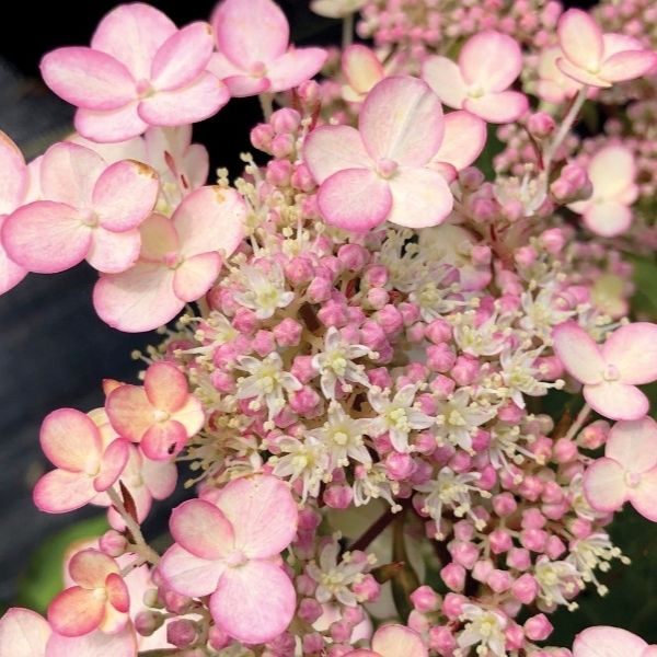 Torch&trade; Panicle Hydrangea - Nature Hills Nursery - #3 Container - 