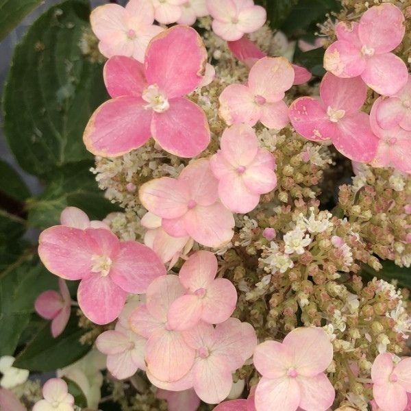 Torch&trade; Panicle Hydrangea - Nature Hills Nursery - #3 Container - 