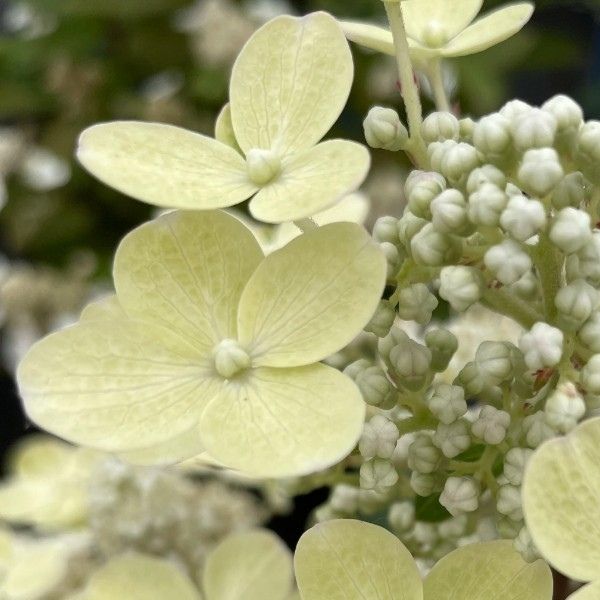 Torch&trade; Panicle Hydrangea - Nature Hills Nursery - #3 Container - 
