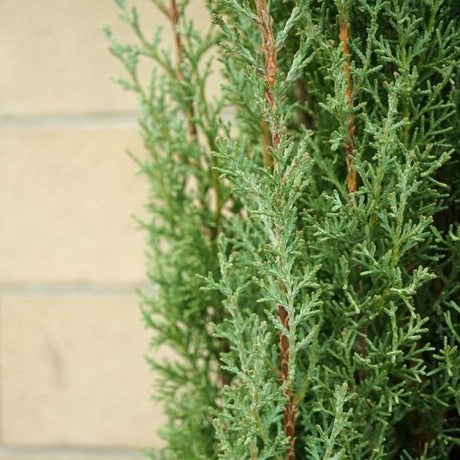 Totem Dwarf Italian Cypress - Nature Hills Nursery - #5 Container - 
