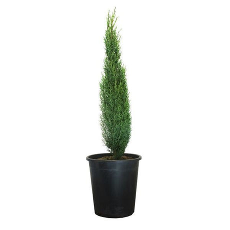 Totem Dwarf Italian Cypress - Nature Hills Nursery - #5 Container - 