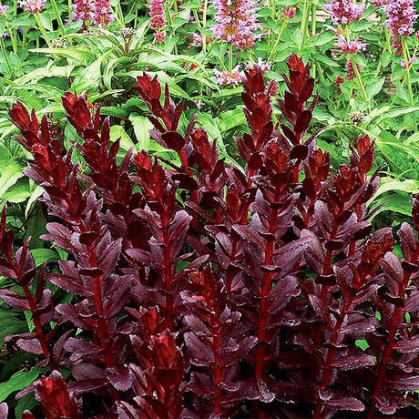 Touchdown&trade; Teak Sedum