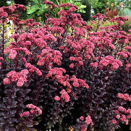 Touchdown&trade; Teak Sedum - Nature Hills Nursery - #1 Container - 