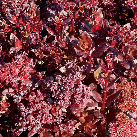 Touchdown&trade; Teak Sedum - Nature Hills Nursery - #1 Container - 