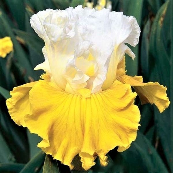 Tour De France Tall Bearded Iris - Nature Hills Nursery - Bareroot - 