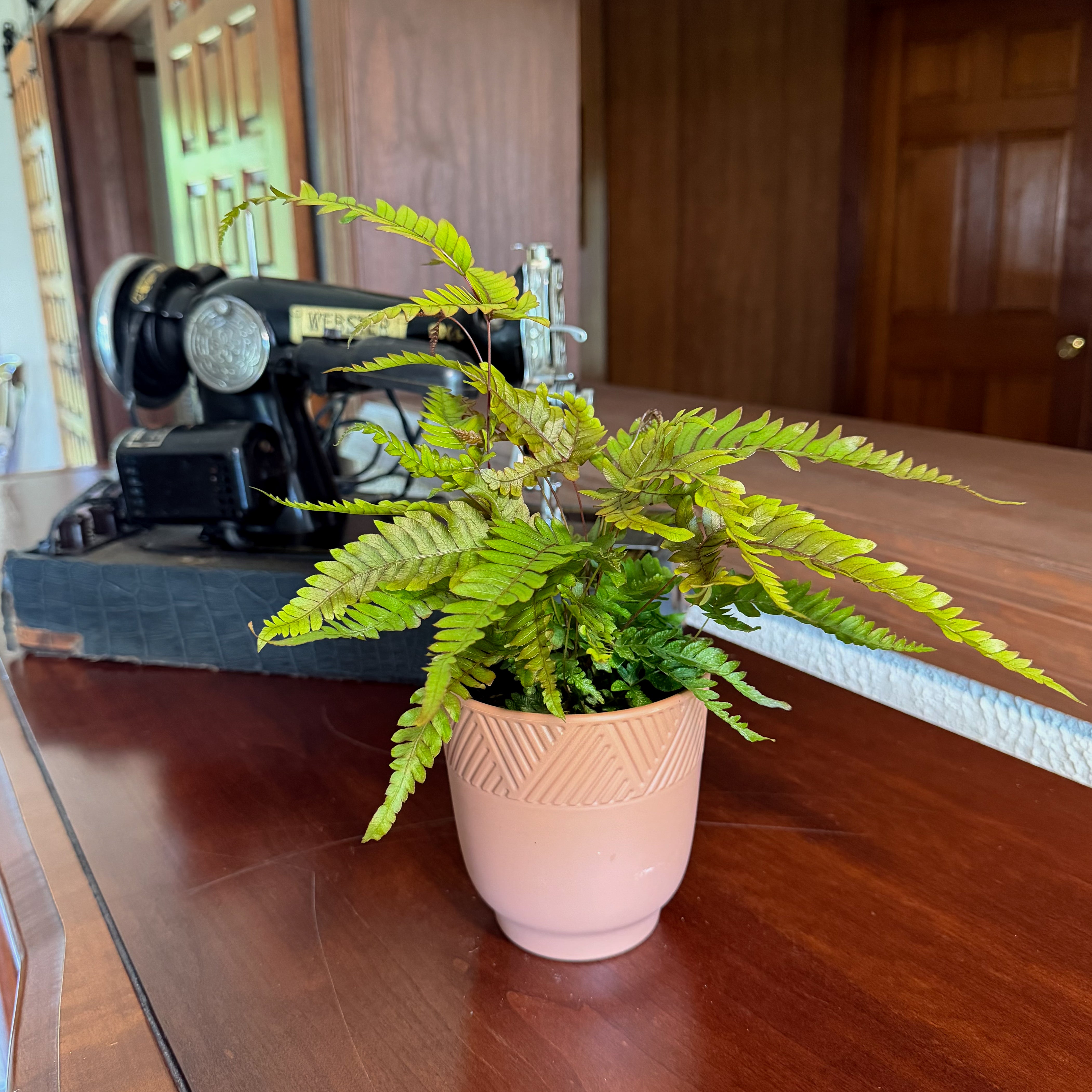 Tri-Color Fern in a 4 inch pot, view 2