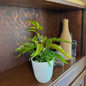 Tri-Color Fern in a 4 inch pot
