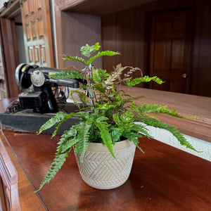 Tri-Color Fern in a 6 inch pot, view 2