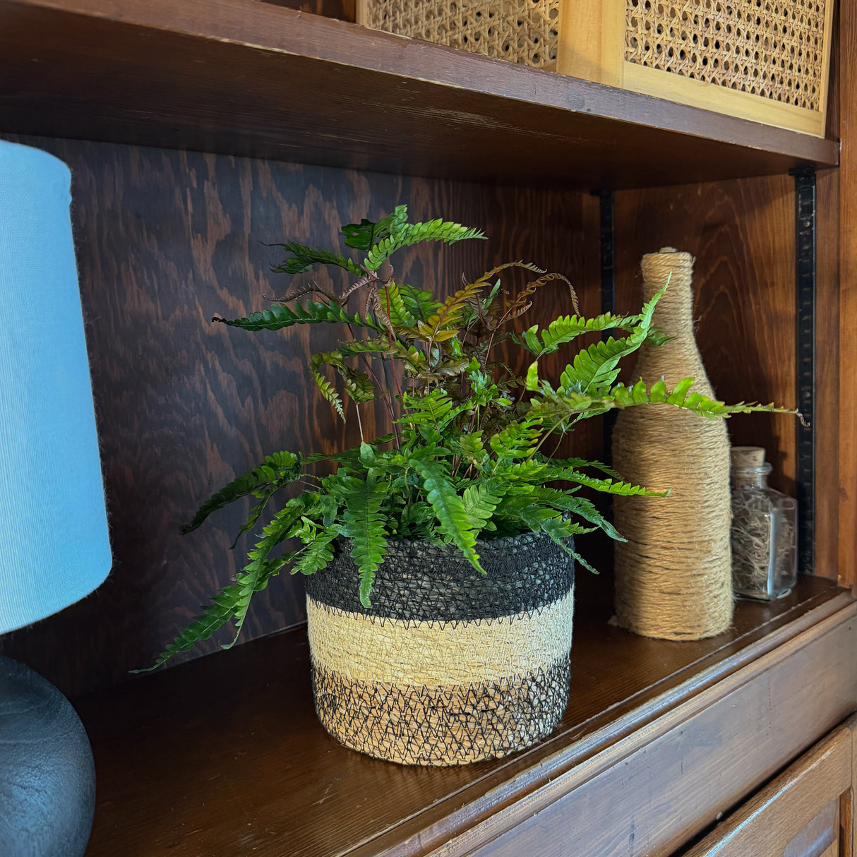 Tri-Color Fern in a 6 inch pot