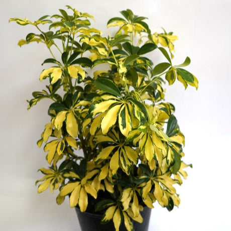Trinette Umbrella Plant - Houseplant - Nature Hills Nursery - 3 Container - 