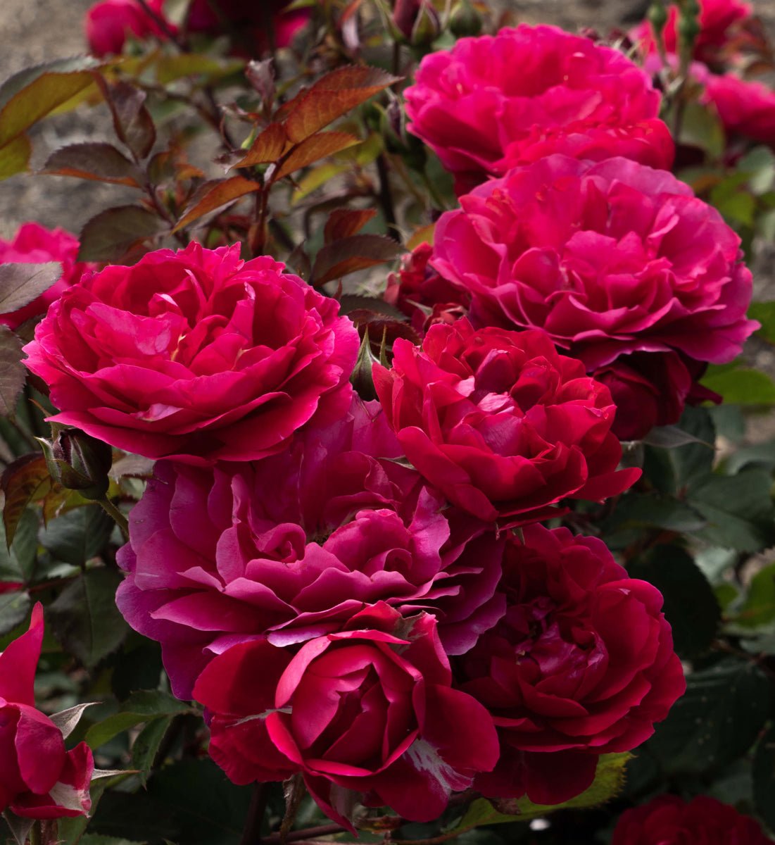 Triple Knock Out Rose shrub covered in deep crimson and magenta double blooms with dark red foliage.