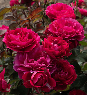 Triple Knock Out Rose shrub covered in deep crimson and magenta double blooms with dark red foliage.