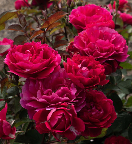 Triple Knock Out Rose shrub covered in deep crimson and magenta double blooms with dark red foliage.