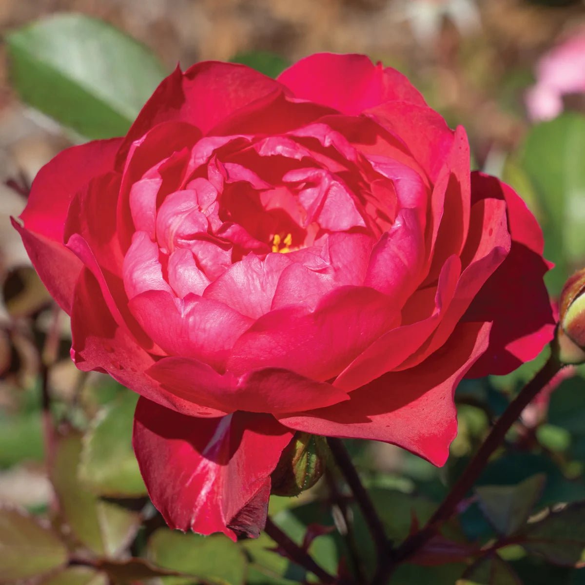 Triple Knock Out Rose Rosa Radtriple displaying a fully double deep red bloom with layered petals in a garden setting.