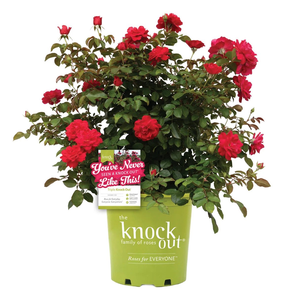 Triple Knock Out Rose shrub covered in red double blooms growing in a branded green nursery container.