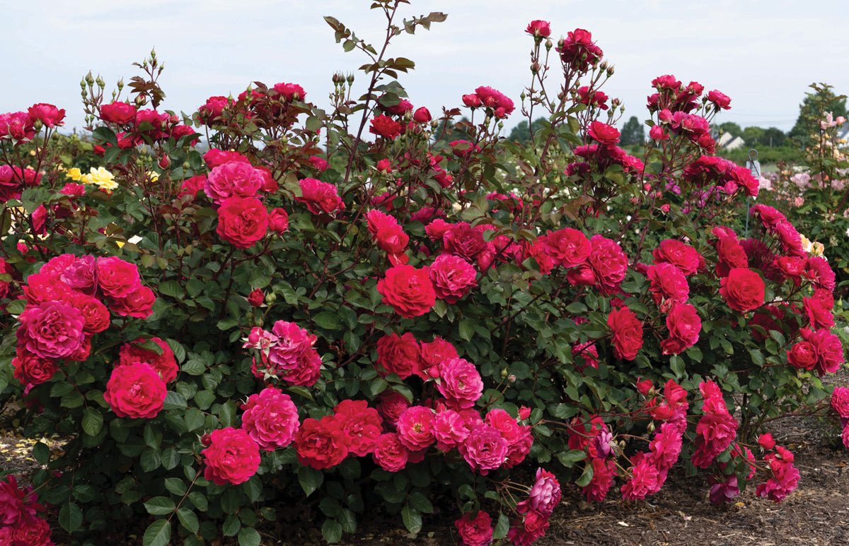 Triple Knock Out Rose shrub covered in deep pink and red blooms growing in a nursery field.
