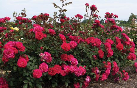 Triple Knock Out Rose shrub covered in deep pink and red blooms growing in a nursery field.