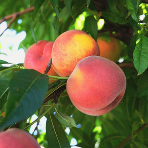 Tropic Beauty Peach Tree - Nature Hills Nursery - #3 Container 4 - 5 Feet - 