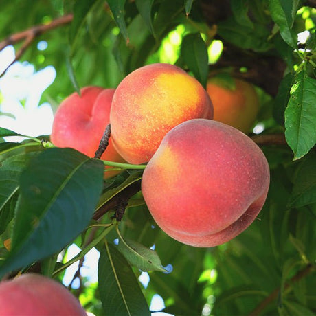 Tropic Beauty Peach Tree