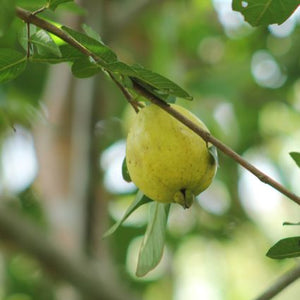 Tropic White Guava Tree - Nature Hills Nursery - #5 Container - 