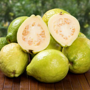 Tropic White Guava Tree - Nature Hills Nursery - #5 Container - 
