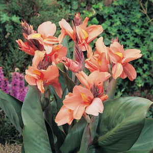 Tropical Sunrise Canna - Nature Hills Nursery - 5 Pack Bulbs - 