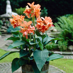 Tropical Sunrise Canna - Nature Hills Nursery - 5 Pack Bulbs - 