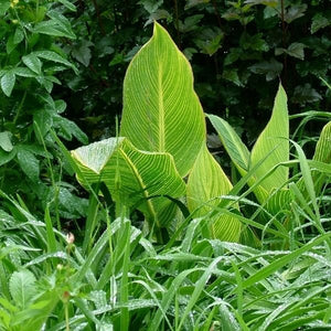 Tropicanna® Gold Canna - Nature Hills Nursery - #3 Container - 