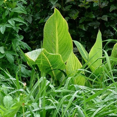 Tropicanna® Gold Canna - Nature Hills Nursery - #3 Container - 