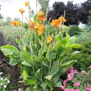Tropicanna® Gold Canna - Nature Hills Nursery - #3 Container - 