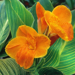 Tropicanna® Gold Canna - Nature Hills Nursery - #3 Container - 