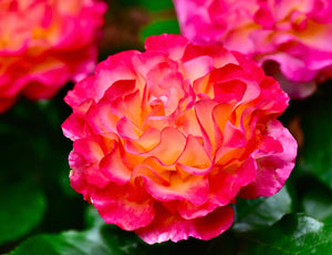 True Bloom™ True Sincerity Floribunda Rose - Bush - Nature Hills Nursery - 2 Container - 