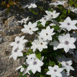 Tsukiko™ Clematis - Nature Hills Nursery - #1 Container - 