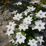 Tsukiko™ Clematis - Nature Hills Nursery - #1 Container - 