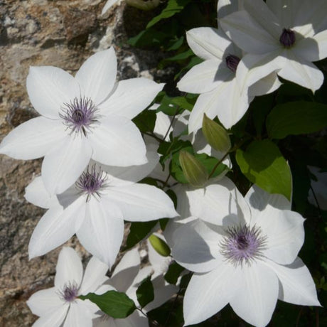 Tsukiko™ Clematis - Nature Hills Nursery - #1 Container - 