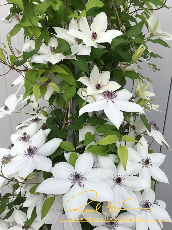 新品　ツルバイマリコオイカワ　Clematis Tsukiko™ Clematis | Buy at NatureHills.com