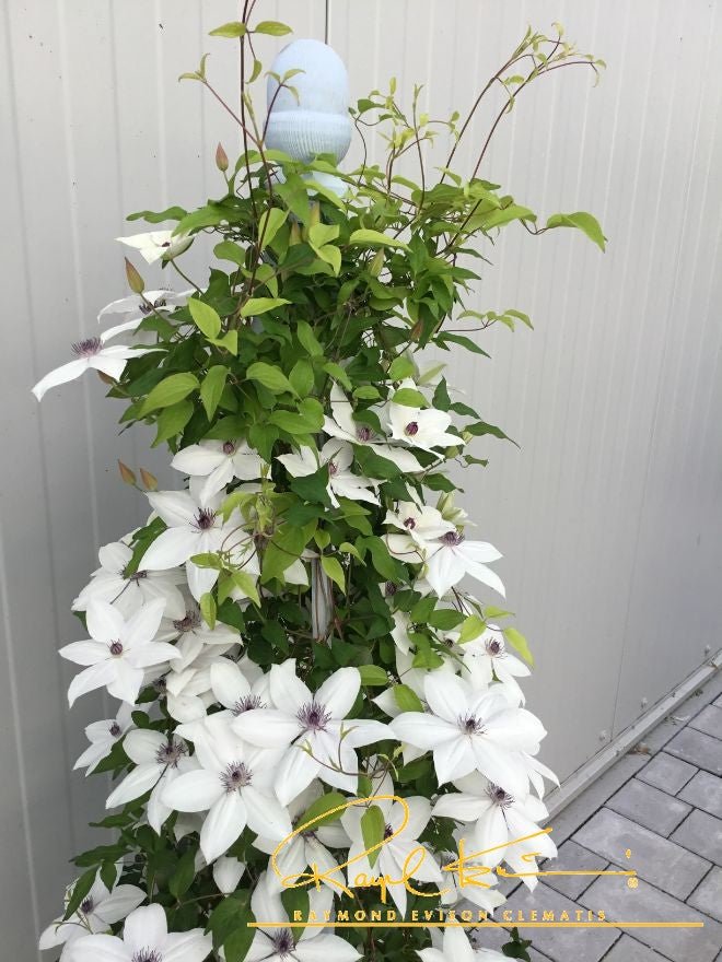 Tsukiko™ Clematis | Buy at NatureHills.com
