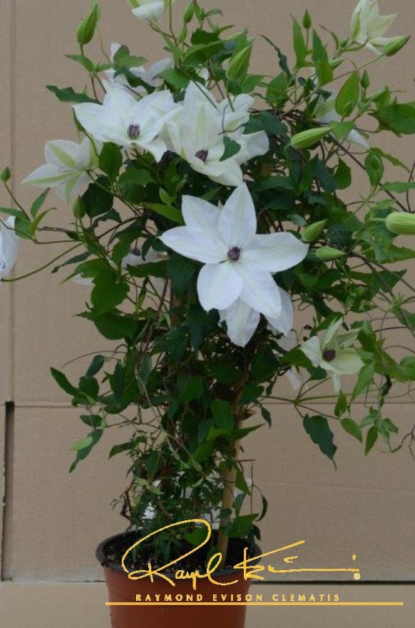 Tsukiko™ Clematis | Buy at NatureHills.com