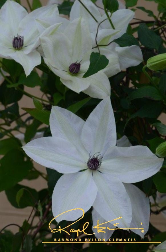 Tsukiko™ Clematis | Buy at NatureHills.com
