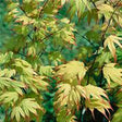 Tsuma Gaki Japanese Maple Tree - Nature Hills Nursery - #7 Container 3 - 4 Feet - 