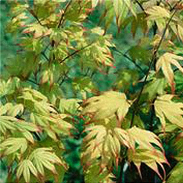 Tsuma Gaki Japanese Maple Tree - Nature Hills Nursery - #7 Container 3 - 4 Feet - 