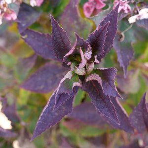 Tuff Stuff Top Fun™ Reblooming Mountain Hydrangea - Nature Hills Nursery - #3 Container - 