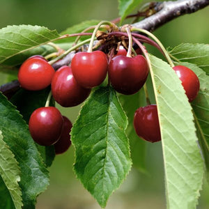 Tulare Cherry Tree - Fruitother - Nature Hills Nursery - 