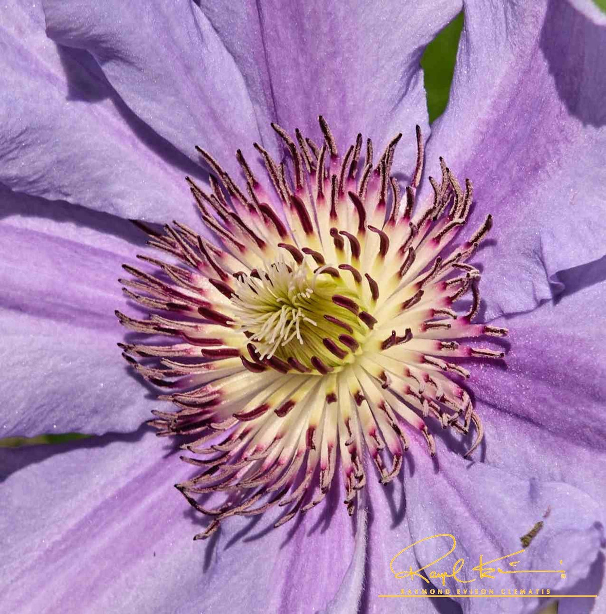 Tumaini™ Clematis