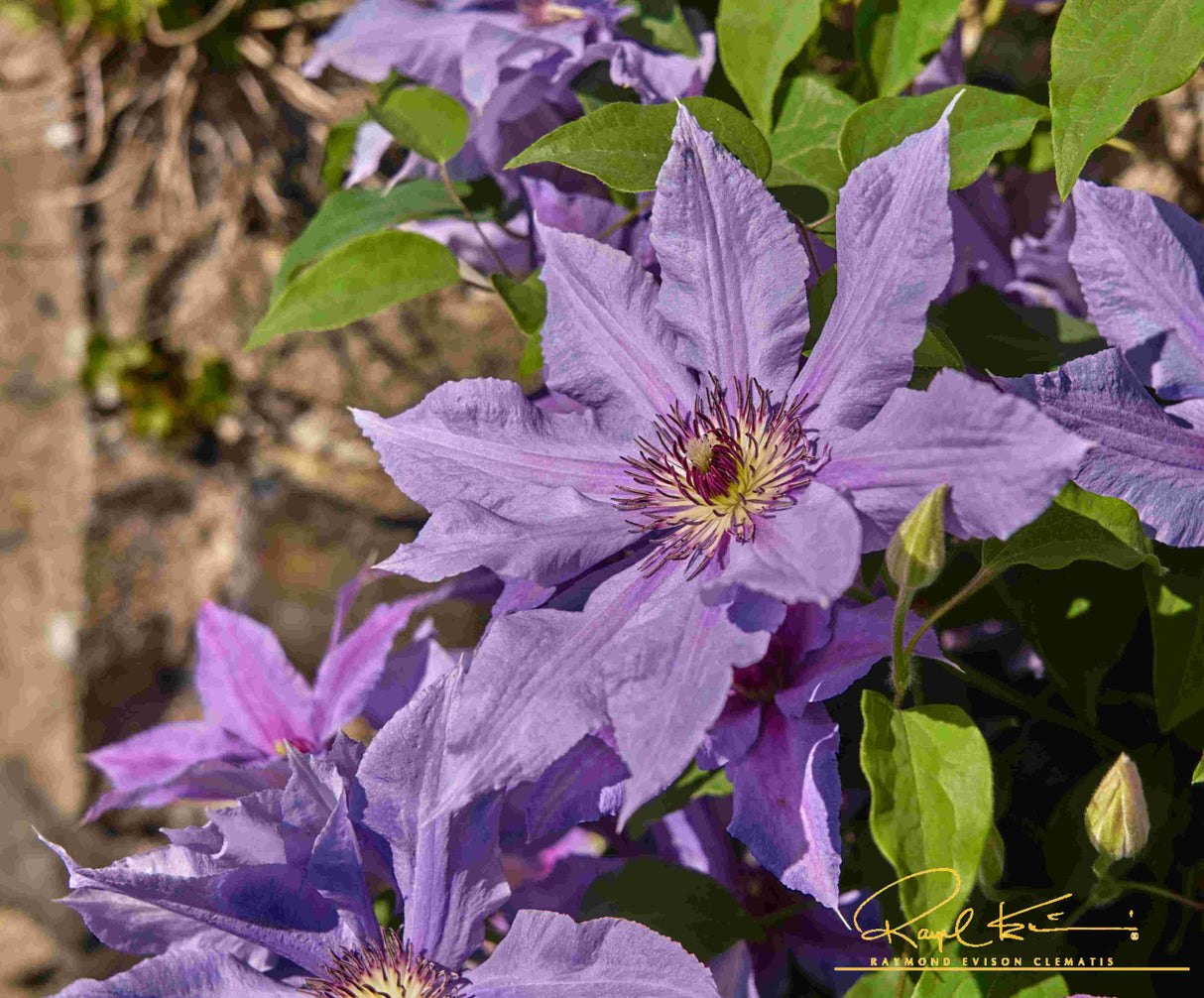 Tumaini™ Clematis