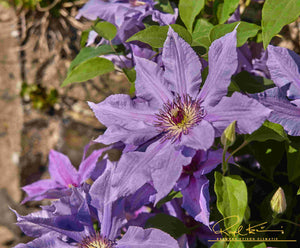 Tumaini™ Clematis