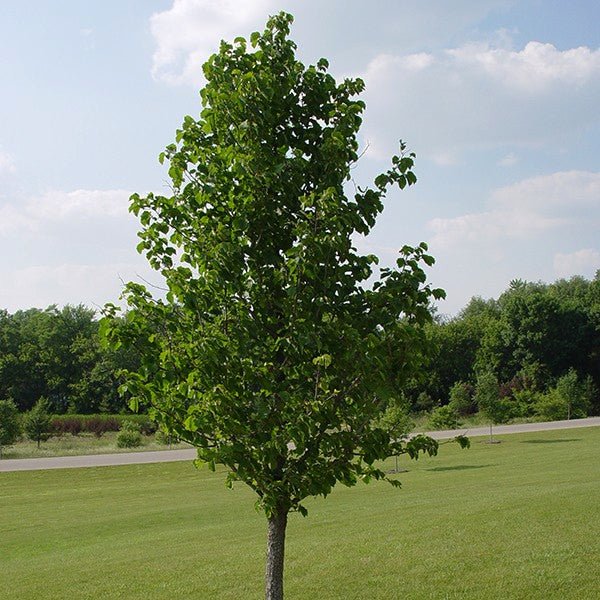 Turkish Hazel Tree - Nature Hills Nursery - #3 Container - 