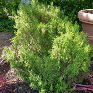 Tuscan Blue Rosemary