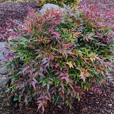 Tuscan Flame Heavenly Bamboo - Nature Hills Nursery - #2 Container - 
