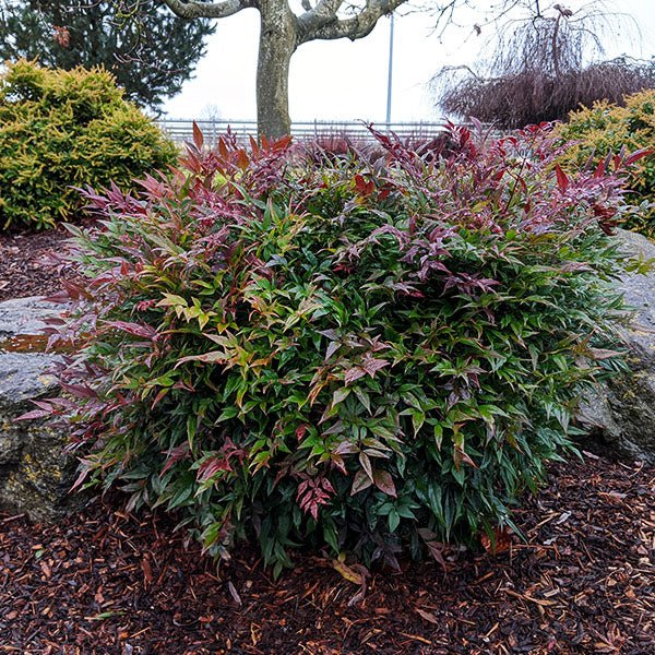 Tuscan Flame Heavenly Bamboo - Nature Hills Nursery - #2 Container - 